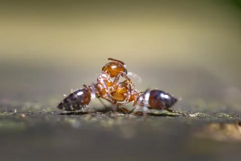 Macro of two fire ant fighting Stock Photos