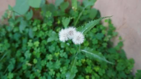 Macro: two fluffy white dandelion seeds floating against blurred green, wish. Stock Photos