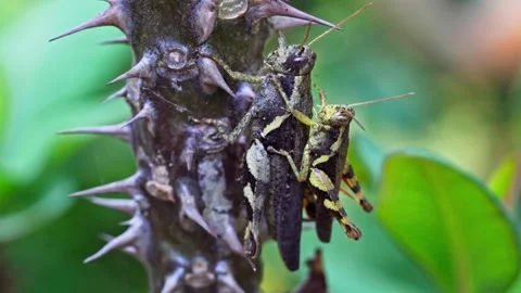 Macro of Two Grasshoppers on Thorny Stem 스톡 동영상 344016051
