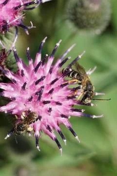 Macro of two gray-black and fluffy Caucasian striped bee Melitta tricincta  Stock Photos