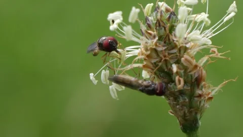 Macro two Grove hoverfly sucking nectar out of a white flower blossom. Stock Footage 158674495