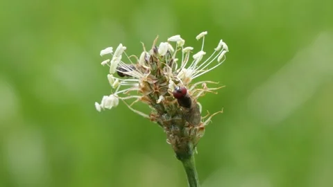 Macro two Grove hoverfly walking over the stamps of a white flower. Stock Footage 158744760