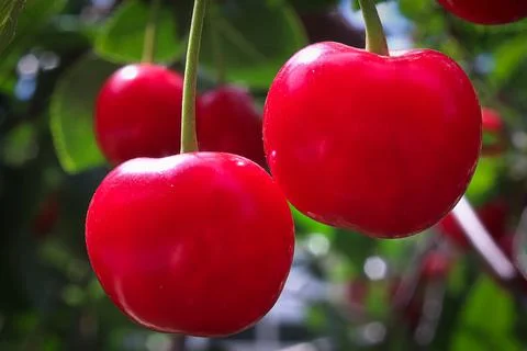 Macro of two hardy red cherries on a branch Stock Photos