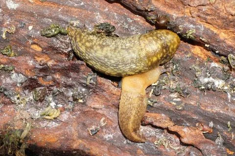 Macro of two light-colored Caucasian mollusk slug of Arion ater forest on tree 스톡 사진