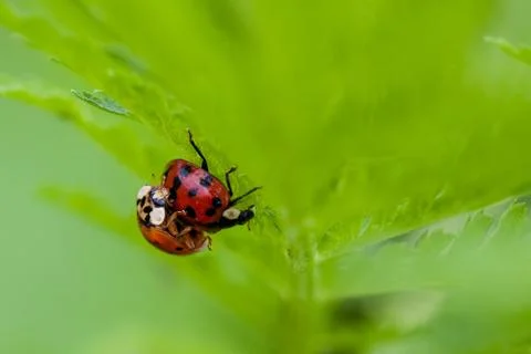Macro of Two Mating Ladybugs Stock Photos