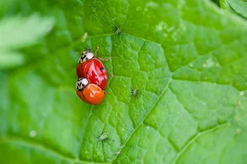 Macro of Two Mating Ladybugs Stock Photos