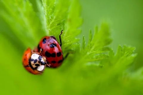 Macro of Two Mating Ladybugs Foto stock