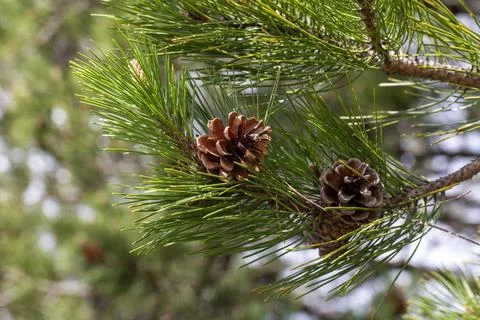 Macro of Two Mature Black Pine Conifer Cones on Pine Tree Branch Stock Photos