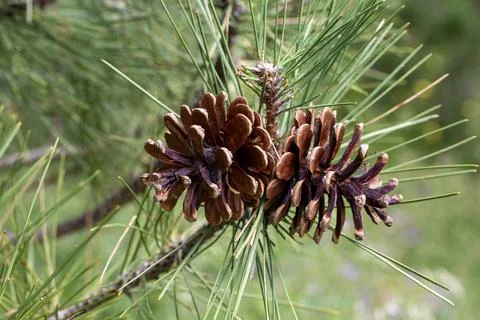 Macro of Two Mature Black Pine Conifer Cones on Pine Tree Branch Stock Photos