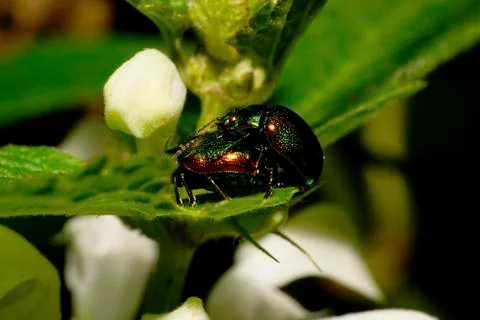 Macro of two small green beetles Chrysolina herbacea Fotos Stock