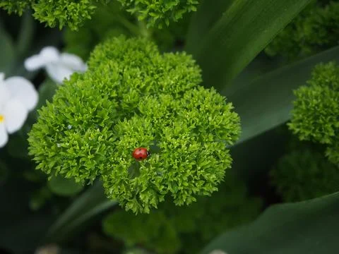 Macro of a two-spotted ladybug ( Adalia bipunctata) on a parsley leaf Stock Photos