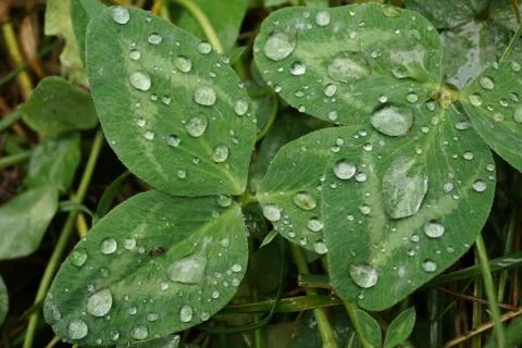 Macro two three petal-leaf clover with rain drops 写真素材