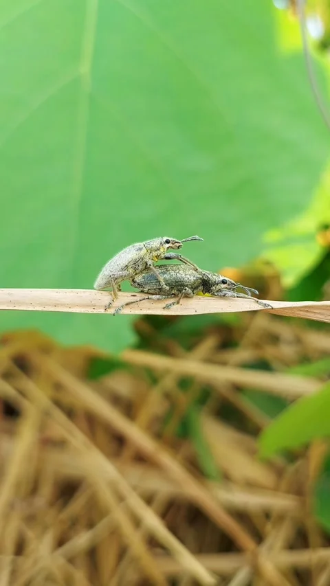 Macro of Two Weevils Mating on Dry Leaf in Natural Habitat Vidéo 319340800
