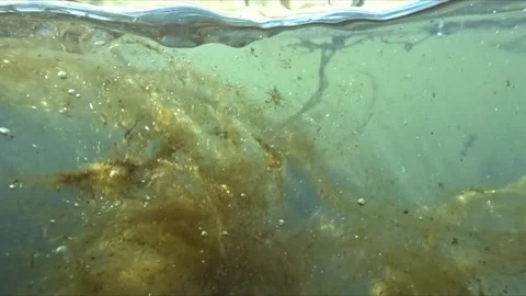 Macro underwater footage of polluted river bottom with leaves branches and .. Video stock 334036953