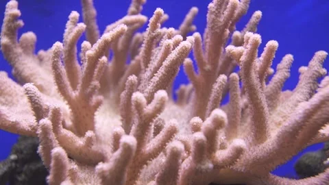 Macro underwater view of soft corals in the deep blue sea. Stock Footage 136428565