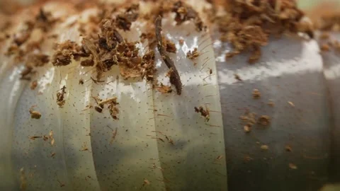 Macro undulating grub beetle larvae on the move Stock Footage 137882232