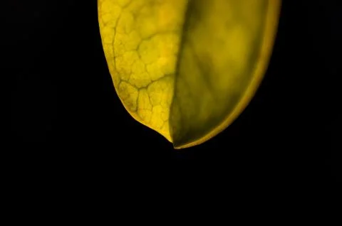Macro of unique green leaf details isolated on black background Stock Photos