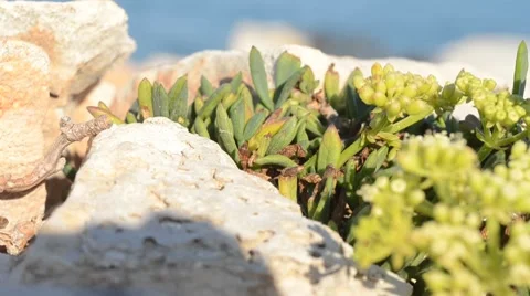 Macro vegetation Stock Footage 8660678