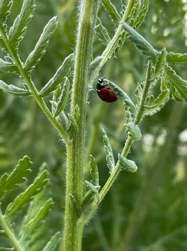Macro of vegetation Stock Photos