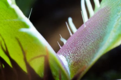 Macro Venus Flytrap Foto stock