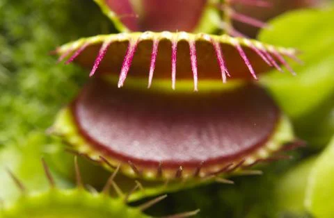 Macro of a Venus flytrap plant Stock Photos