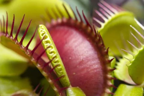 Macro of a Venus flytrap plant Stock Photos