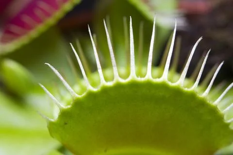 Macro of a Venus flytrap plant Stock Photos