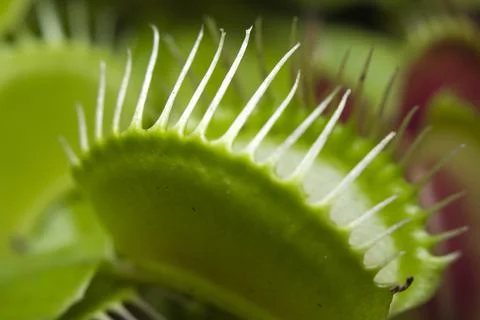 Macro of a Venus flytrap plant Stock Photos
