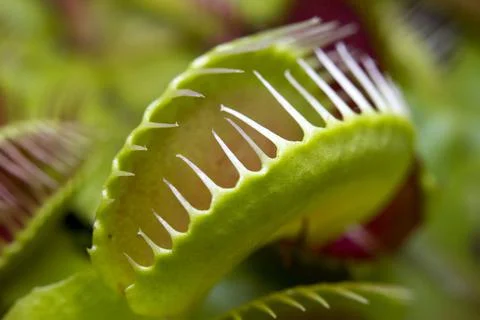 Macro of a Venus flytrap plant Stock Photos
