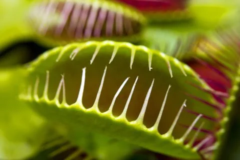 Macro of a Venus flytrap plant Stock Photos