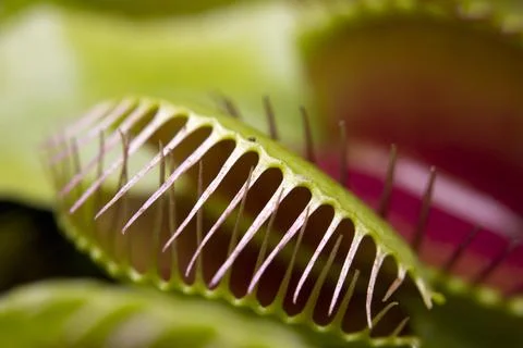 Macro of a Venus flytrap plant Stockfoto's