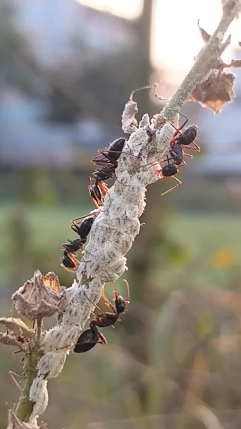 Macro vertical footage of tiny brown ants or termites moving on a house wall. Stock Footage 322910535