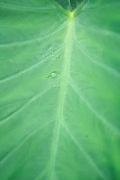 Macro Vertical Green Tropical Leaf with Water Drops  Nature and Wellness Stock Photos
