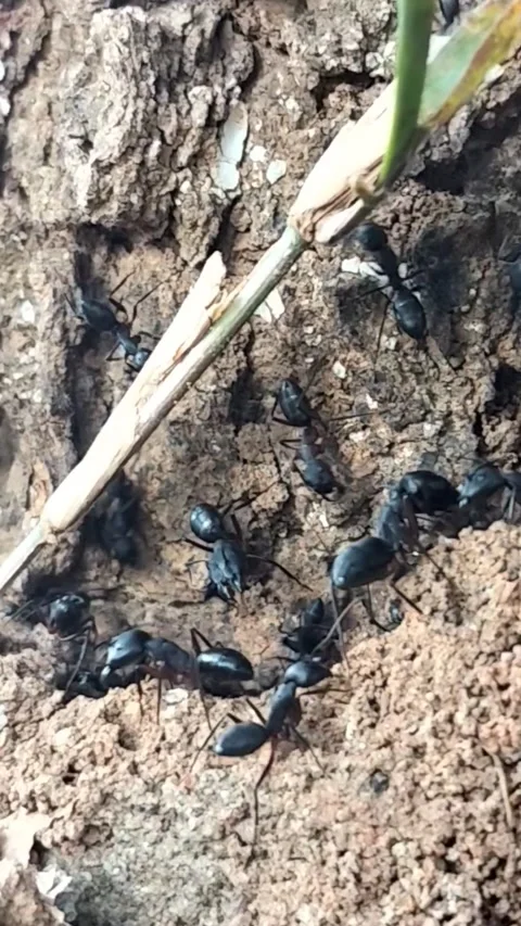 Macro Vertical Shot of Black Ants Swarming and Working Near Colony Entrance Stock Footage 323103119