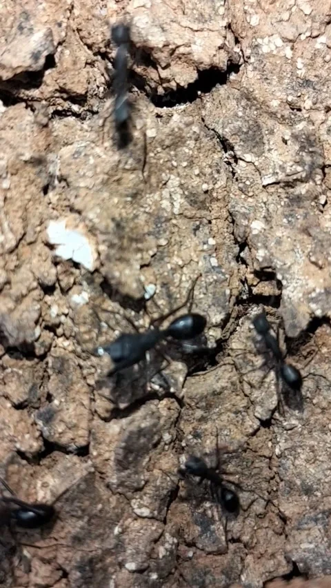 Macro Vertical Shot of Black Ants Swarming and Working Near Colony Entrance Stock Footage 323103133