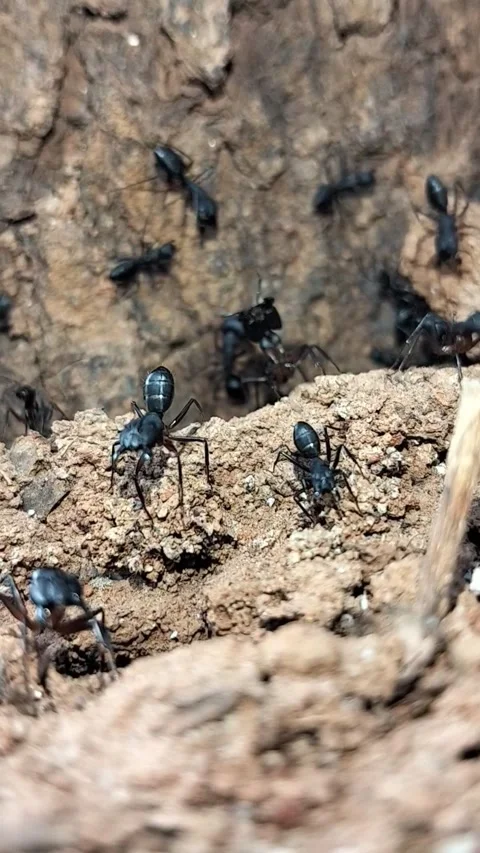 Macro Vertical Shot of Black Ants Swarming and Working Near Colony Entrance Video stock 323103185