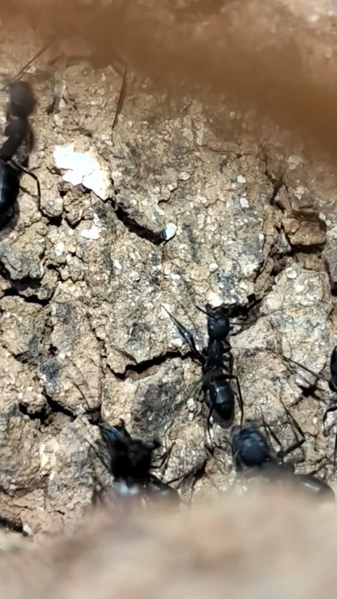 Macro Vertical Shot of Black Ants Swarming and Working Near Colony Entrance Video stock 323103232