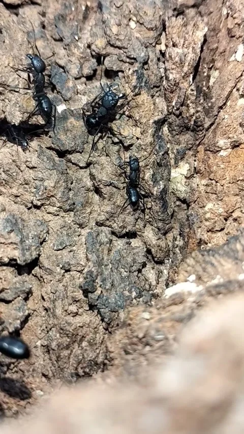 Macro Vertical Shot of Black Ants Swarming and Working Near Colony Entrance Video stock 323103234