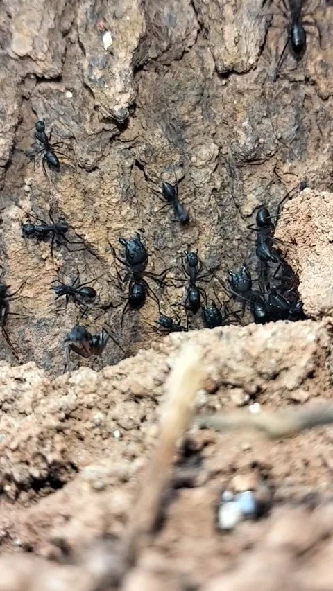 Macro Vertical Shot of Black Ants Swarming and Working Near Colony Entrance Stock Footage 323103265
