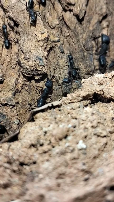 Macro Vertical Shot of Black Ants Swarming and Working Near Colony Entrance Video stock 323103292