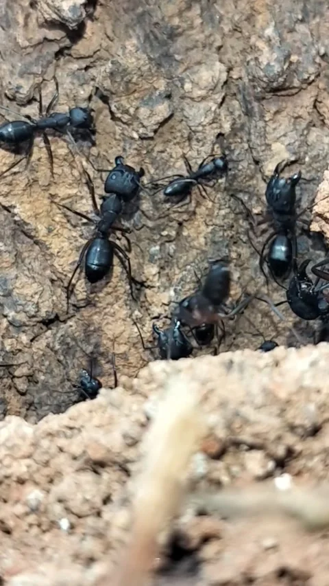 Macro Vertical Shot of Black Ants Swarming and Working Near Colony Entrance Video stock 323103308