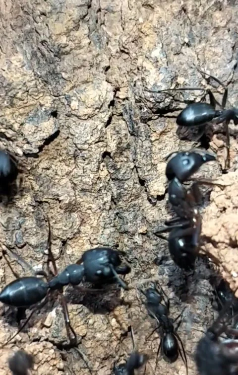 Macro Vertical Shot of Black Ants Swarming and Working Near Colony Entrance Stock Footage 323103309
