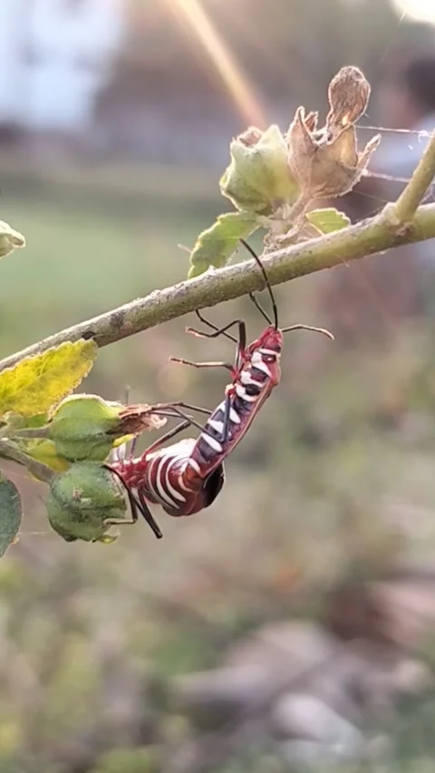 Macro Vertical Shot of Red Cotton Stainer Bugs Mating on Plant Branch 動画素材 322910528