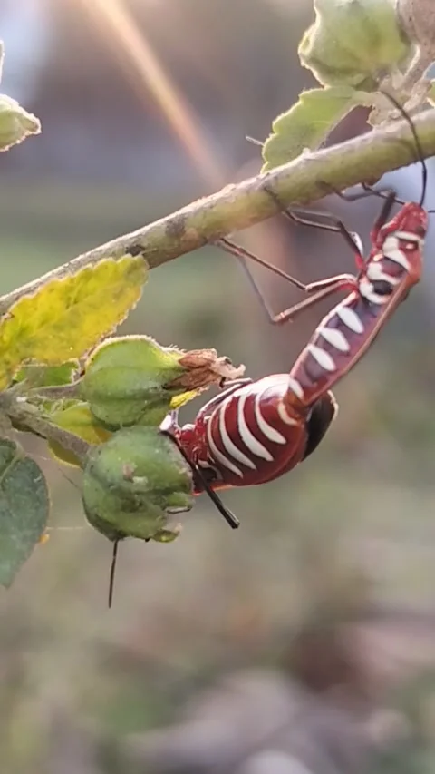 Macro Vertical Shot of Red Cotton Stainer Bugs Mating on Plant Branch Video stock 322910540