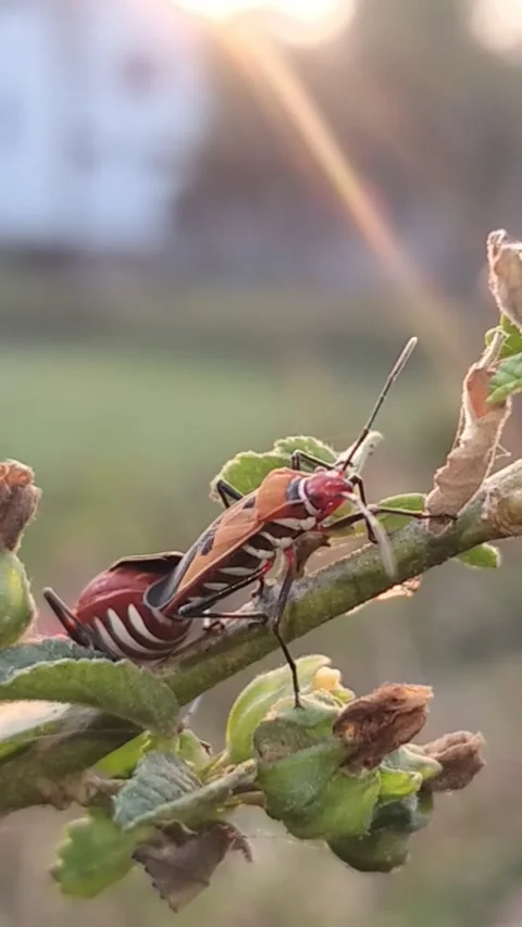 Macro Vertical Shot of Red Cotton Stainer Bugs Mating on Plant Branch Video stock 322910542