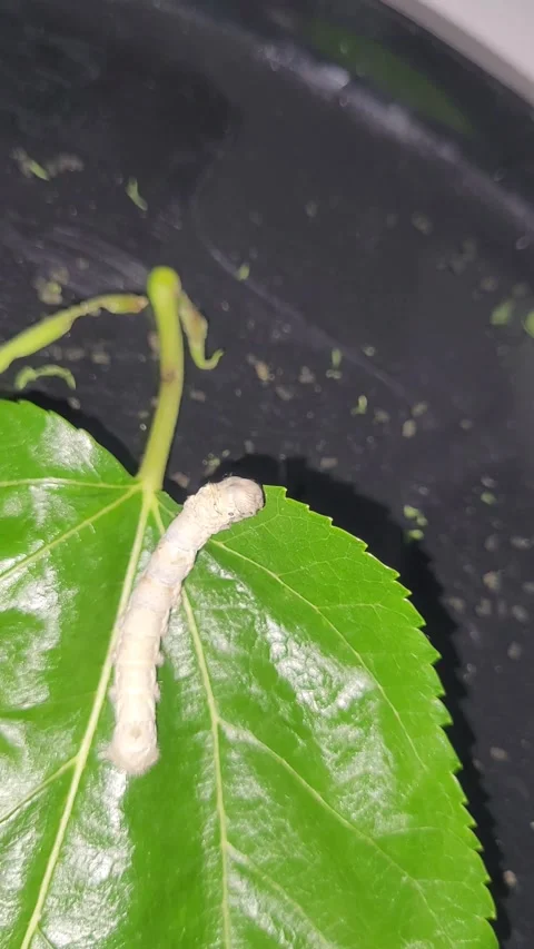 Macro Vertical Shot of Silkworm on Green Leaf Stock Footage 337905242
