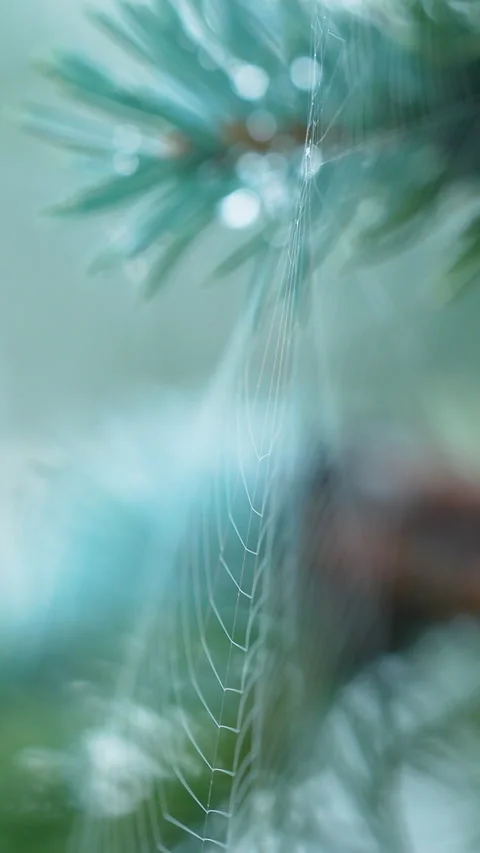 Macro Vertical Shot Of Spider Web On Pine Tree Branch Stock Footage 345877178