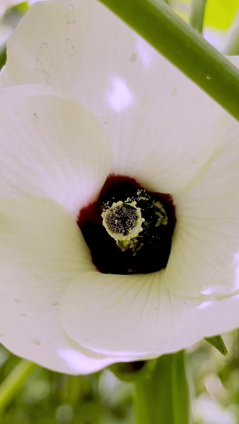 Macro vertical video of a bee covered in bright yellow pollen while pollinating Stock Footage 340550830