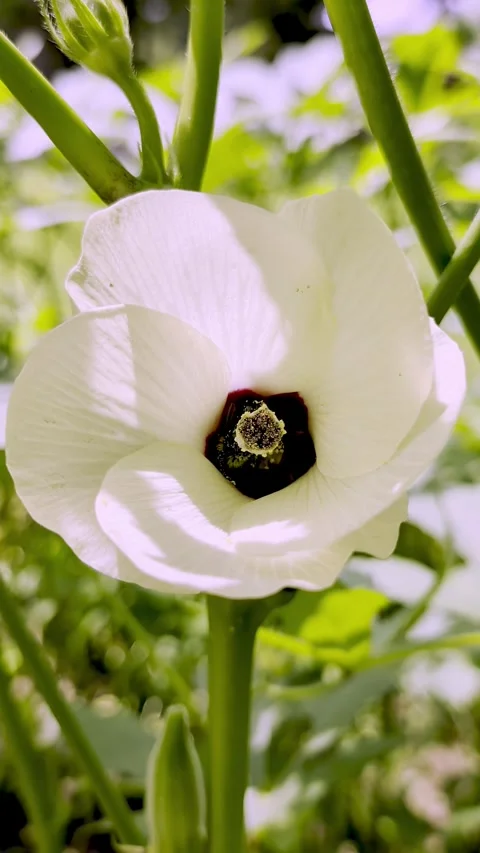 Macro vertical video of a bee covered in bright yellow pollen while pollinating Stock Footage 340550835