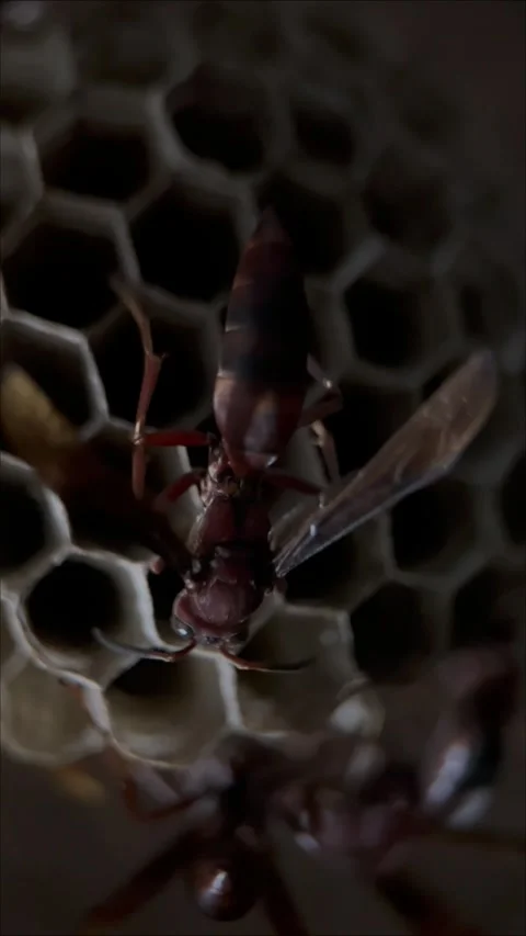 Macro Vertical Video of a Honey Bee on a Hexagonal Hive 4k video Stock Footage 340091034